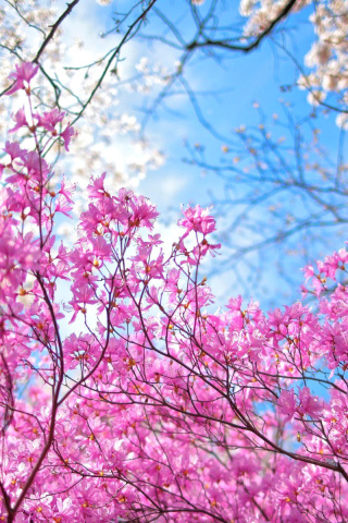Das Spring Sakura Garden in Kyoto Wallpaper 320x480