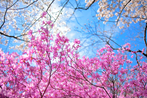 Fondo de pantalla Spring Sakura Garden in Kyoto 480x320