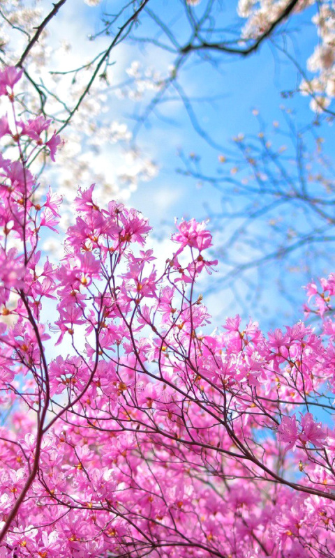 Обои Spring Sakura Garden in Kyoto 480x800