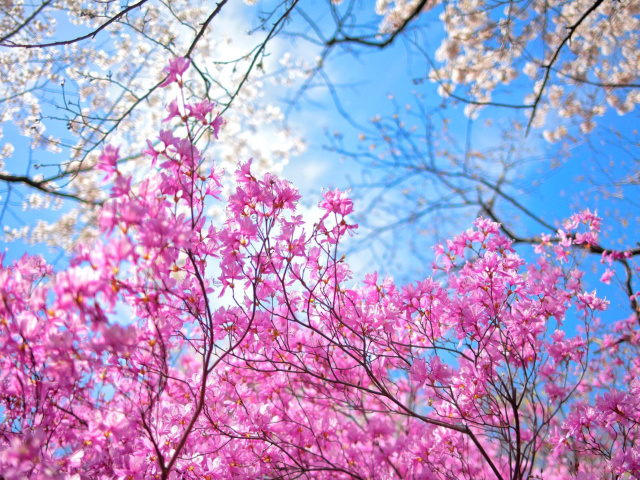 Fondo de pantalla Spring Sakura Garden in Kyoto 640x480