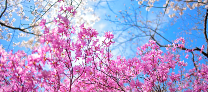Spring Sakura Garden in Kyoto wallpaper 720x320