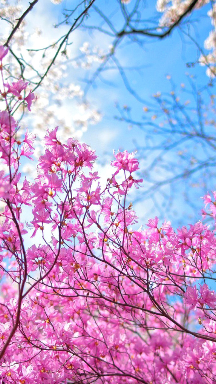 Spring Sakura Garden in Kyoto wallpaper 750x1334