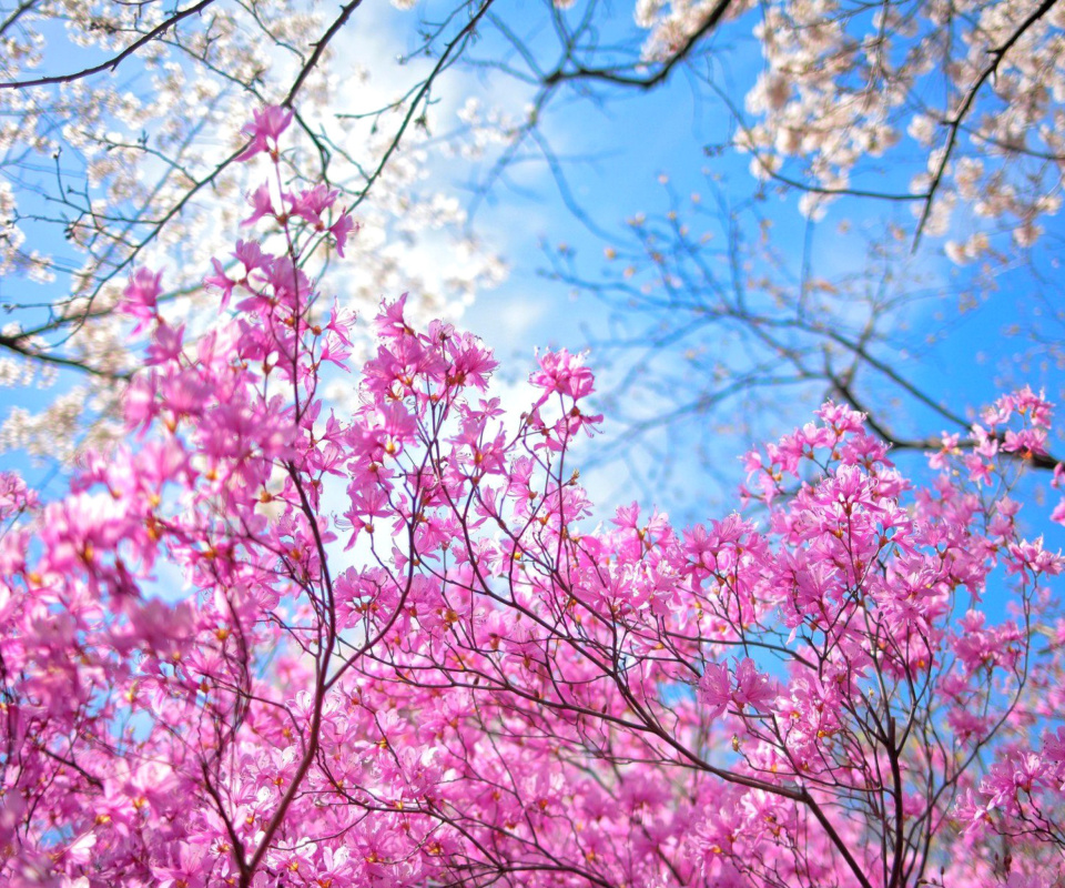 Spring Sakura Garden in Kyoto wallpaper 960x800
