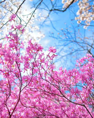 Spring Sakura Garden in Kyoto Background for 240x320