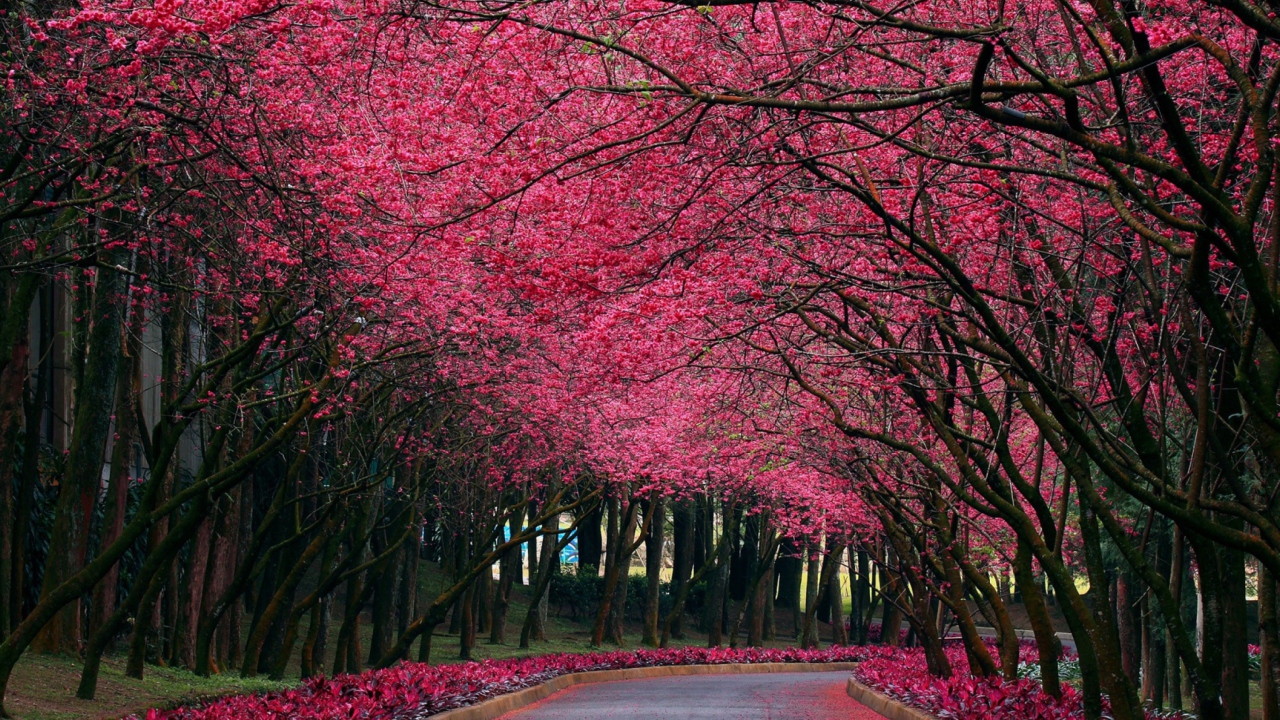 Fondo de pantalla Alley With Blooming Flowers 1280x720