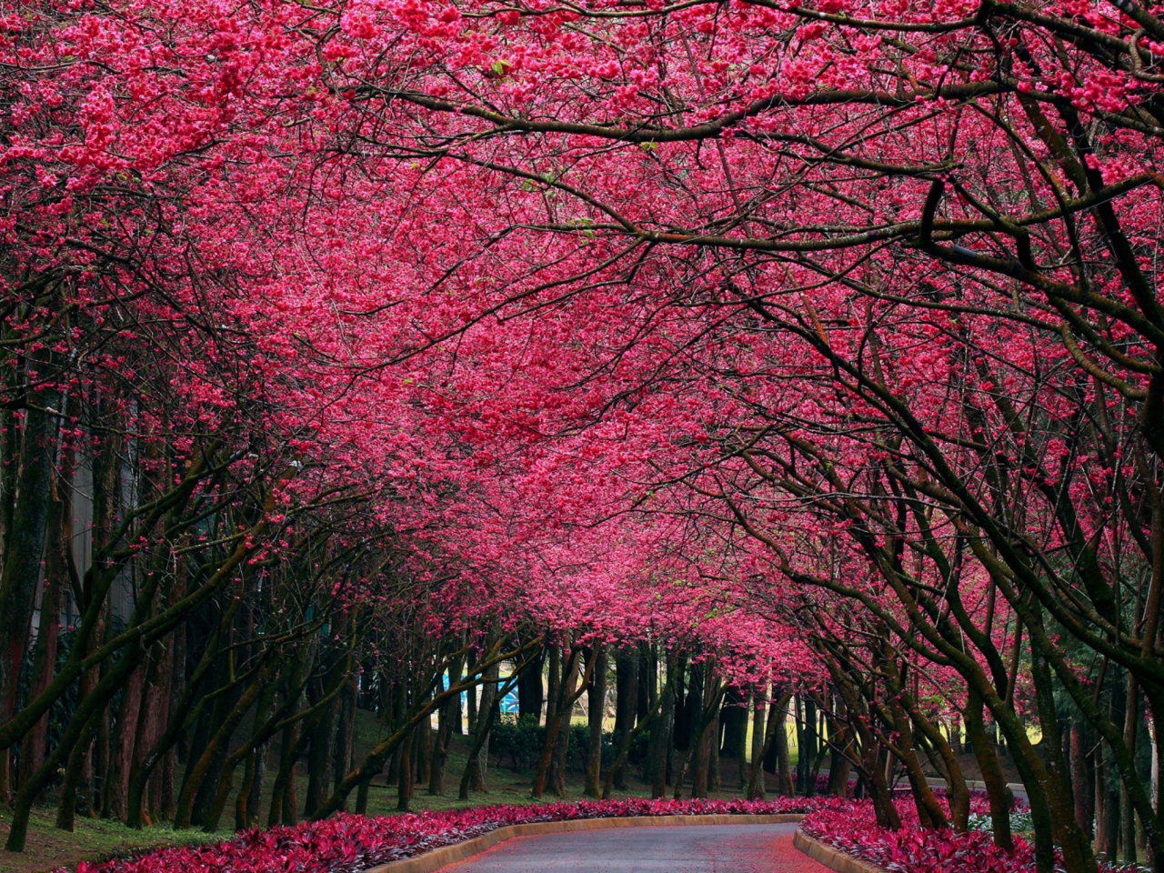 Alley With Blooming Flowers screenshot #1 1280x960