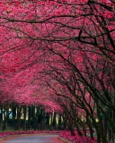 Alley With Blooming Flowers wallpaper 128x160