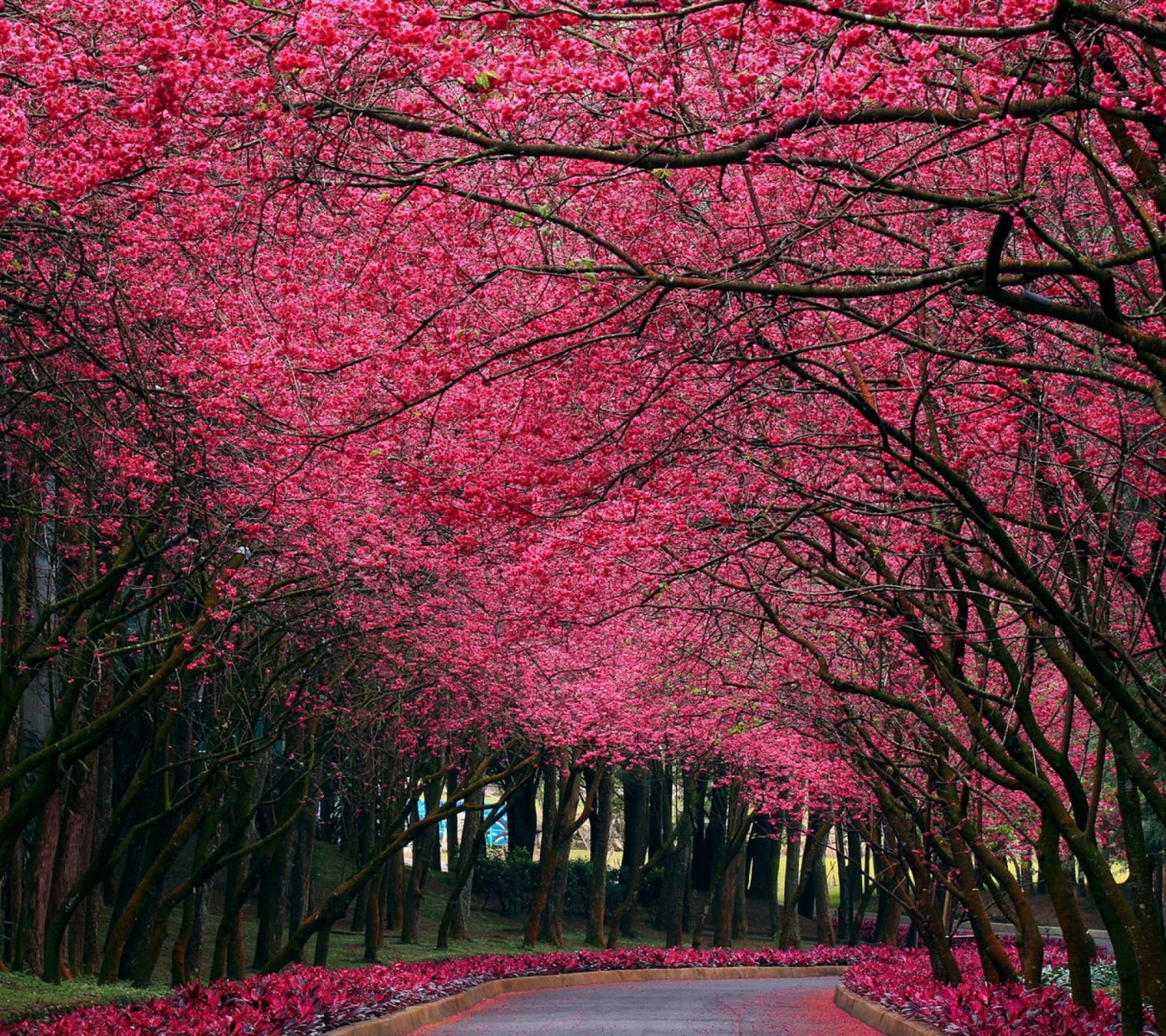 Fondo de pantalla Alley With Blooming Flowers 1440x1280
