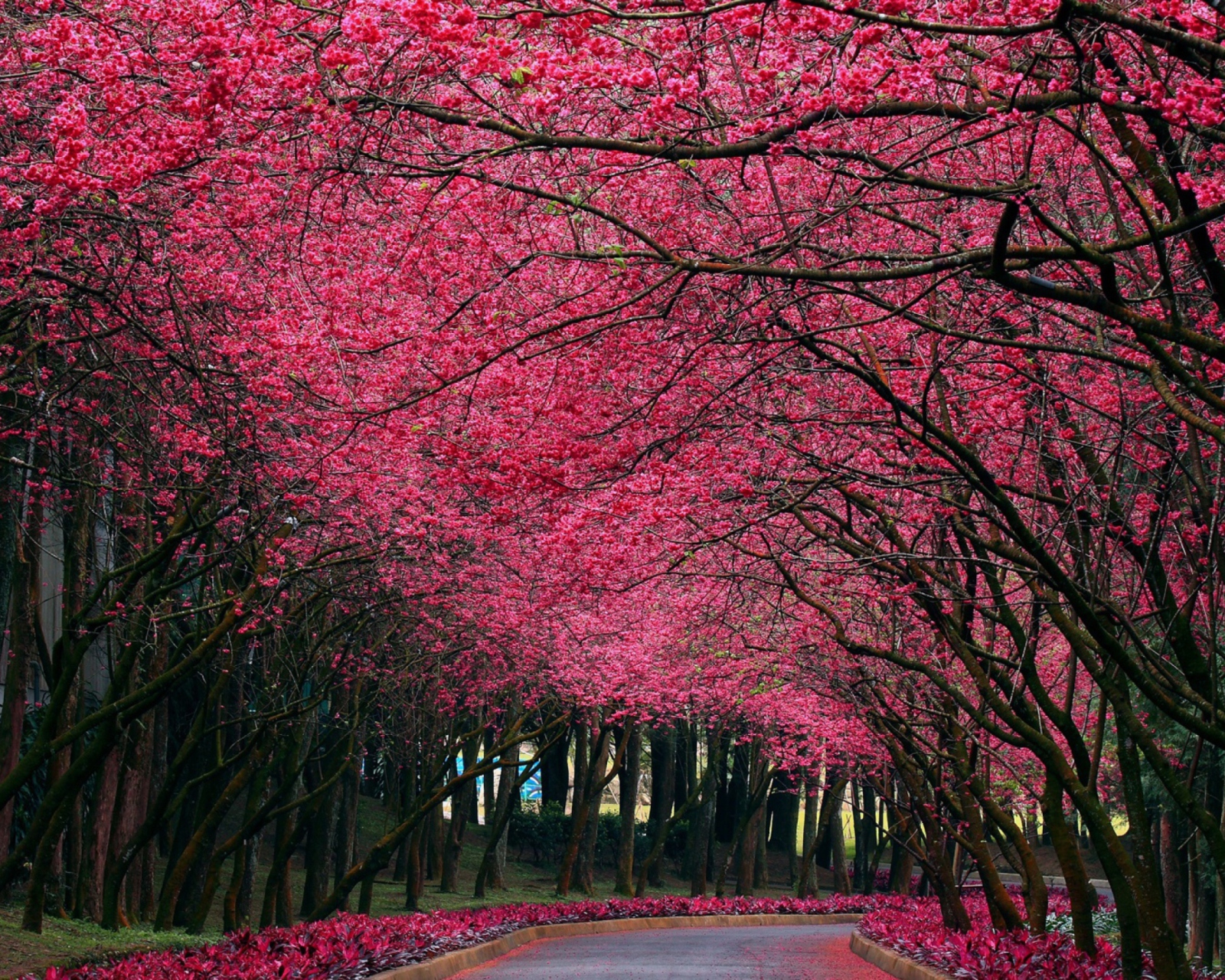 Alley With Blooming Flowers wallpaper 1600x1280