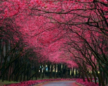 Alley With Blooming Flowers wallpaper 220x176