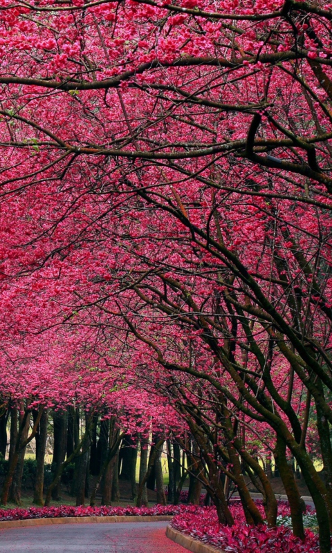 Alley With Blooming Flowers wallpaper 480x800