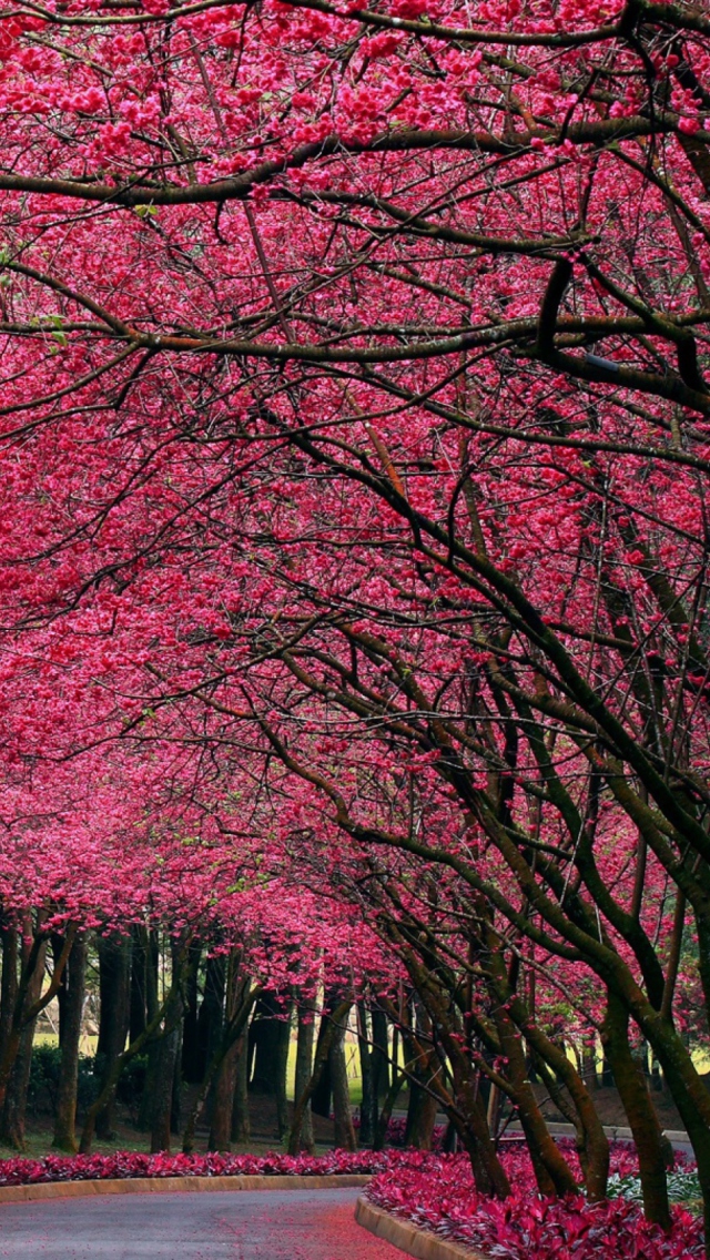 Alley With Blooming Flowers wallpaper 640x1136