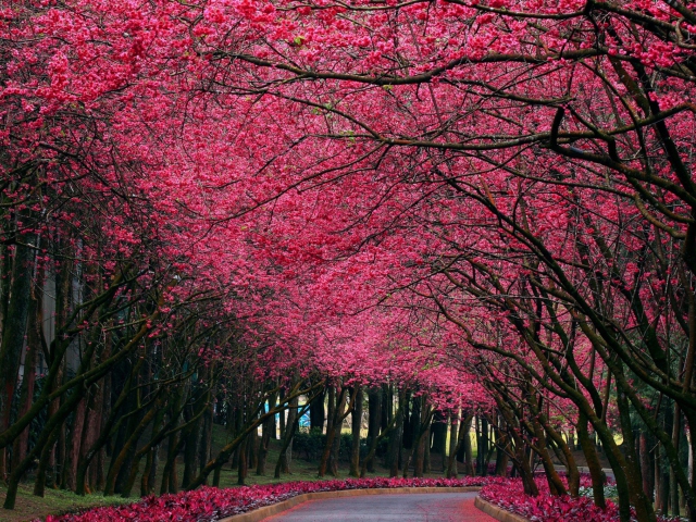 Alley With Blooming Flowers wallpaper 640x480