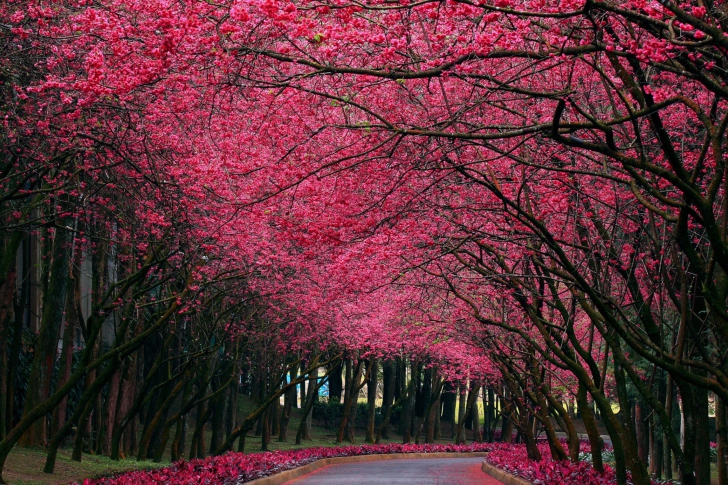 Sfondi Alley With Blooming Flowers