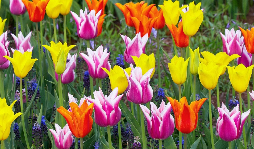 Screenshot №1 pro téma Colored Tulips 1024x600