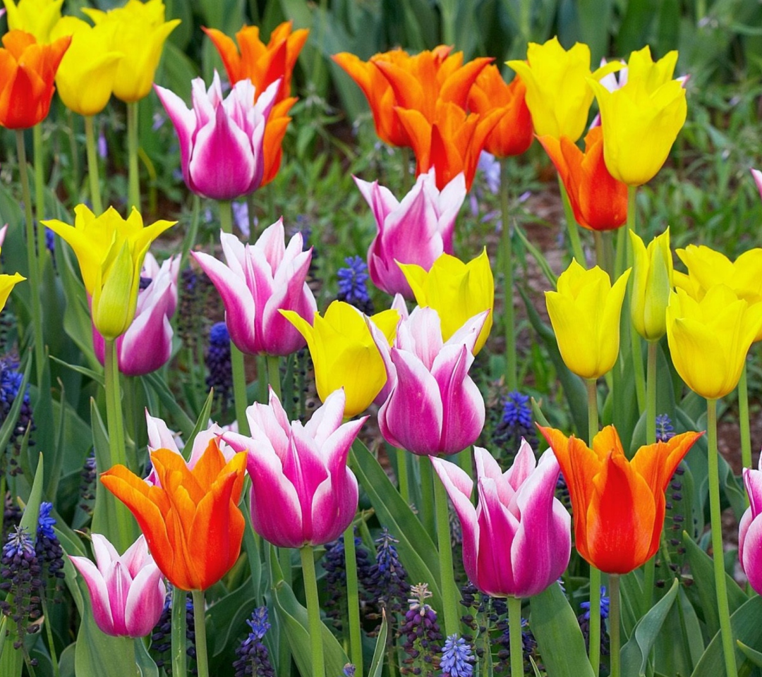 Colored Tulips wallpaper 1080x960