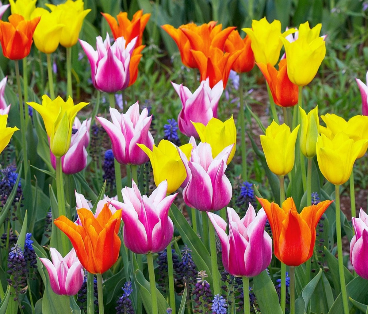 Das Colored Tulips Wallpaper 1200x1024