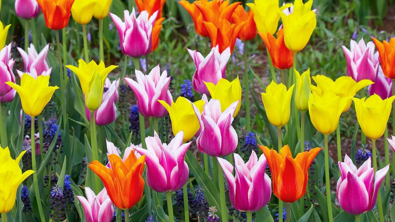 Sfondi Colored Tulips 1280x720