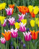 Fondo de pantalla Colored Tulips 128x160