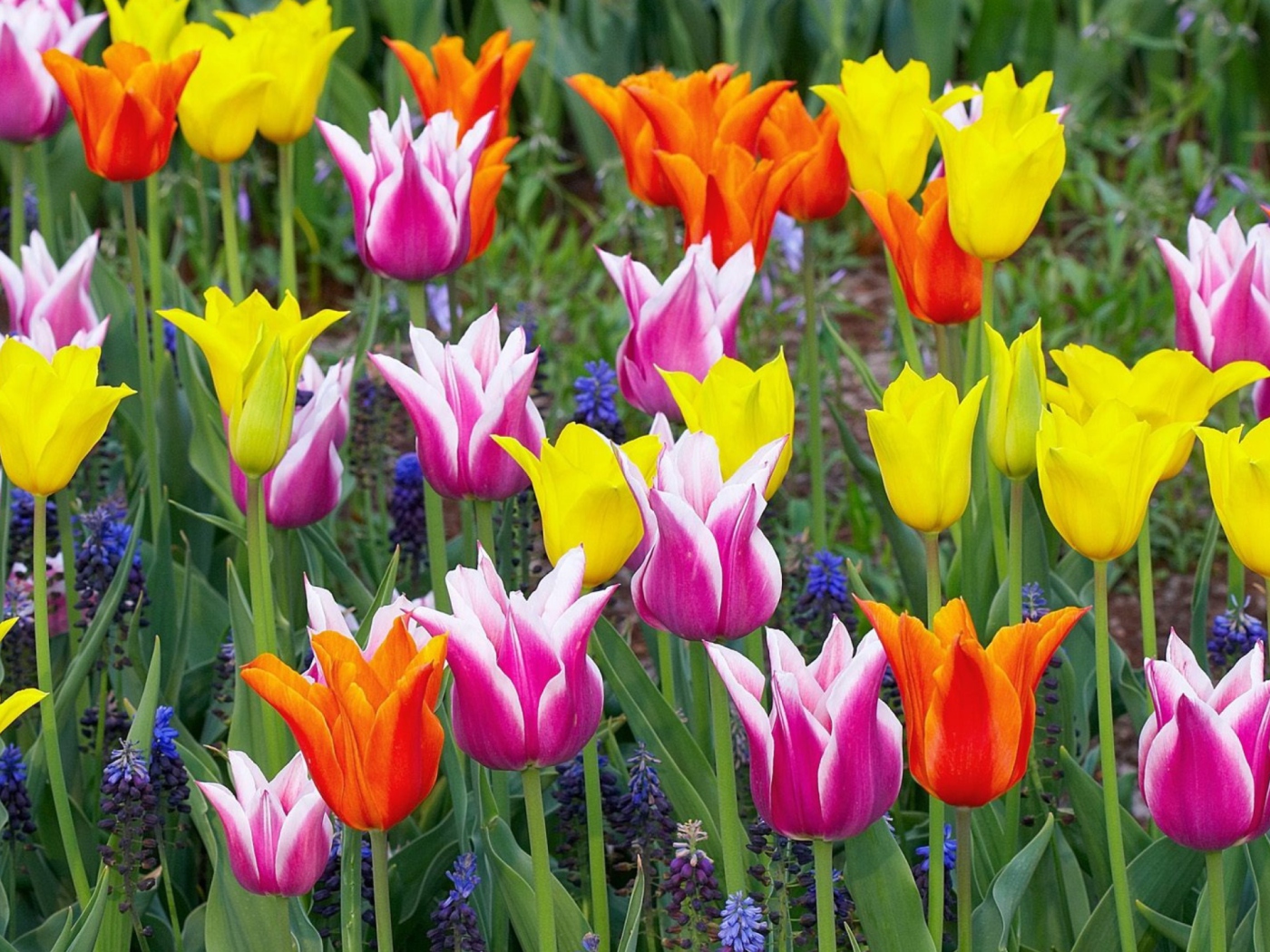 Sfondi Colored Tulips 1400x1050