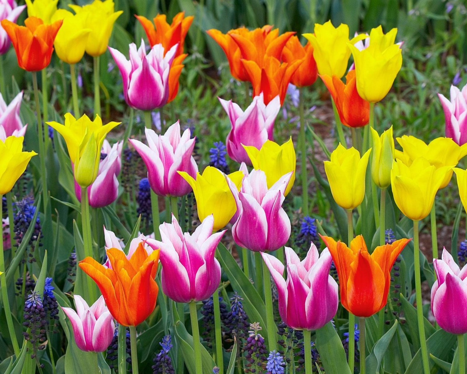 Das Colored Tulips Wallpaper 1600x1280