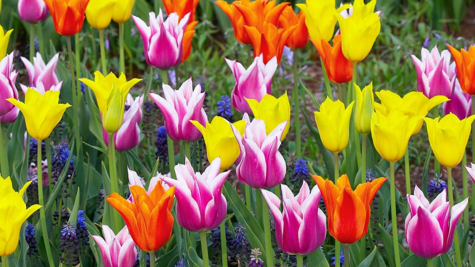 Обои Colored Tulips 1600x900