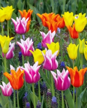 Colored Tulips screenshot #1 176x220