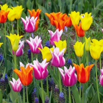 Sfondi Colored Tulips 208x208
