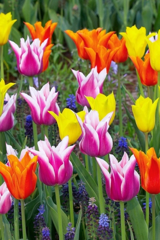 Das Colored Tulips Wallpaper 320x480