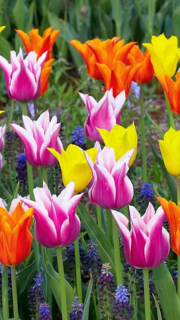 Colored Tulips wallpaper 360x640