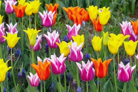 Das Colored Tulips Wallpaper 480x320