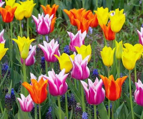 Screenshot №1 pro téma Colored Tulips 480x400