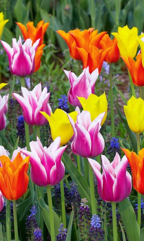 Das Colored Tulips Wallpaper 480x800