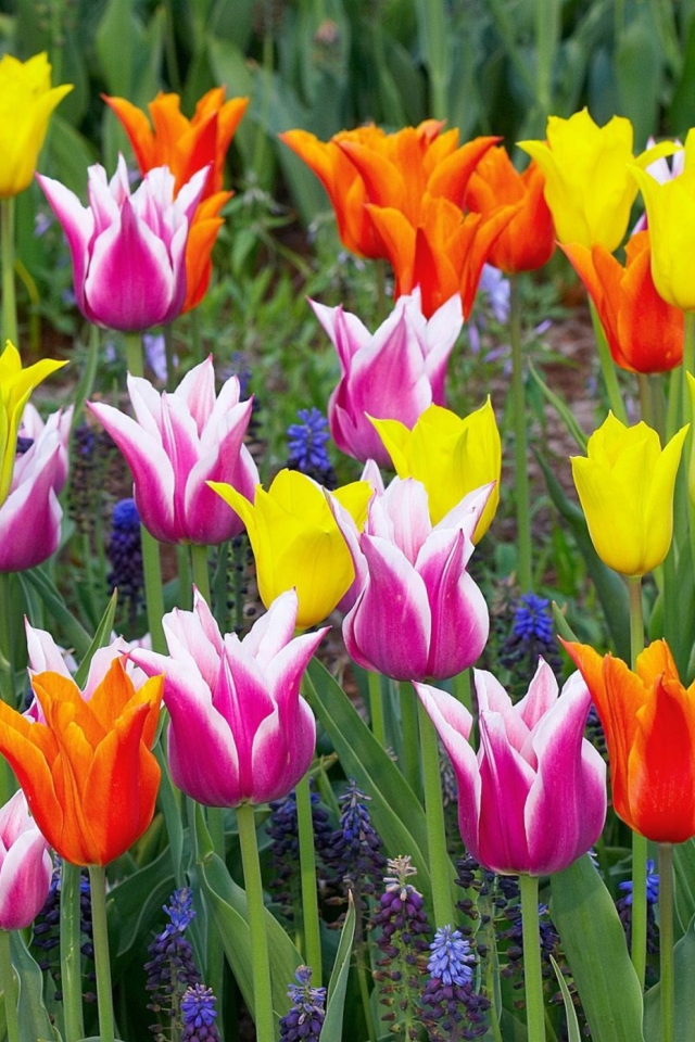 Screenshot №1 pro téma Colored Tulips 640x960
