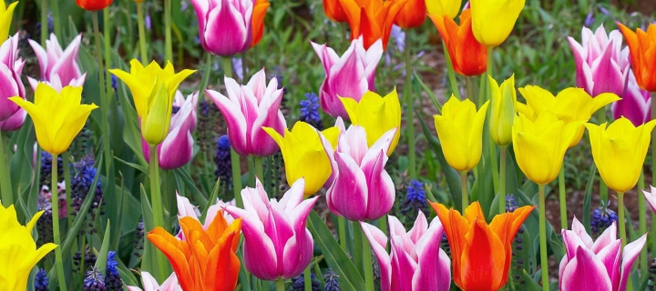 Colored Tulips wallpaper 720x320