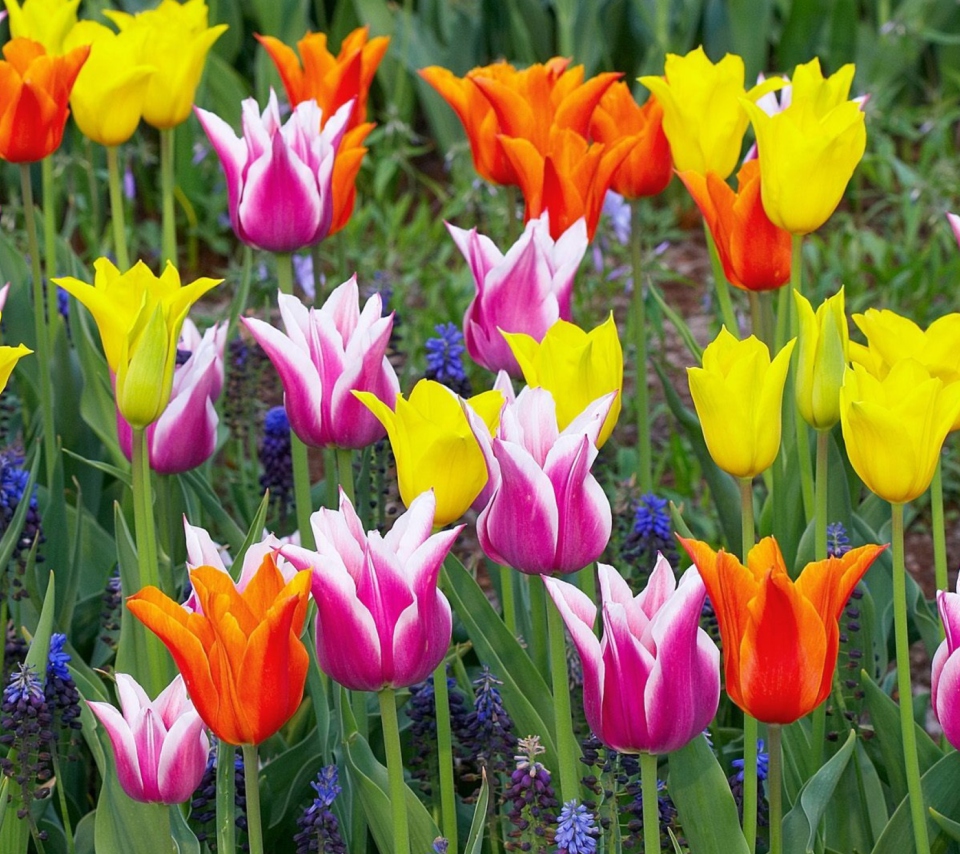 Colored Tulips wallpaper 960x854