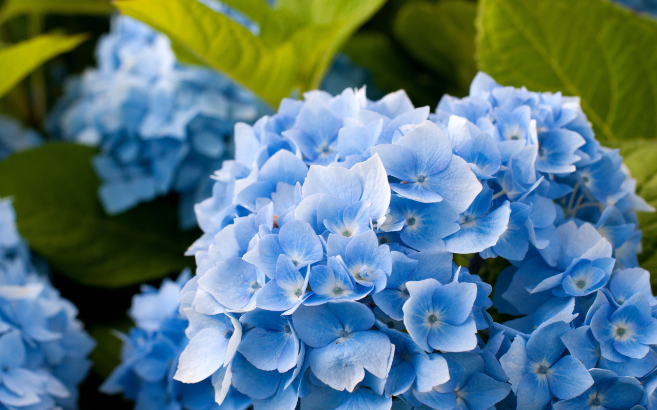 Hydrangea Macro screenshot #1 1280x800