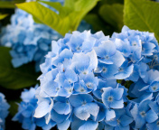 Fondo de pantalla Hydrangea Macro 176x144