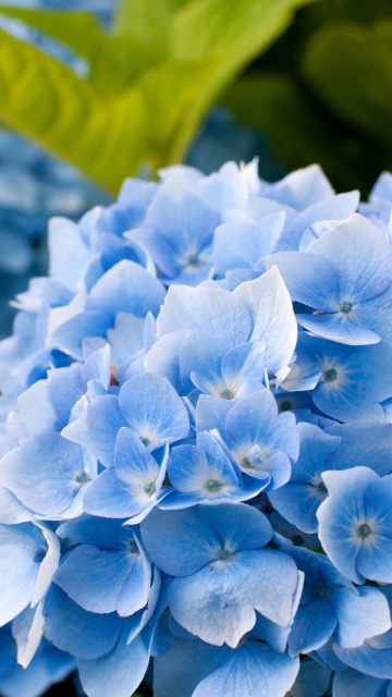 Fondo de pantalla Hydrangea Macro 360x640