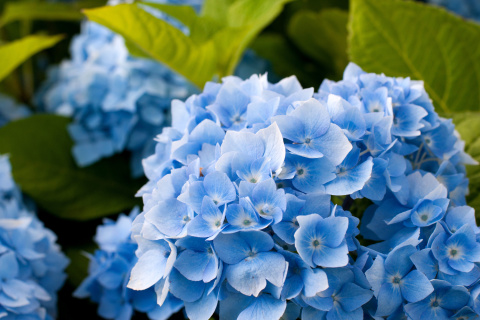 Обои Hydrangea Macro 480x320