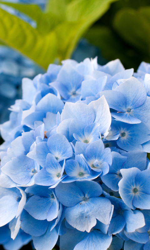 Sfondi Hydrangea Macro 480x800