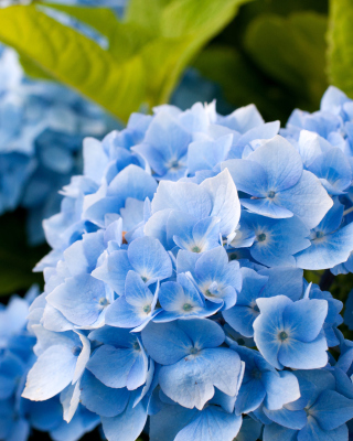 Hydrangea Macro - Obrázkek zdarma pro Nokia C-Series