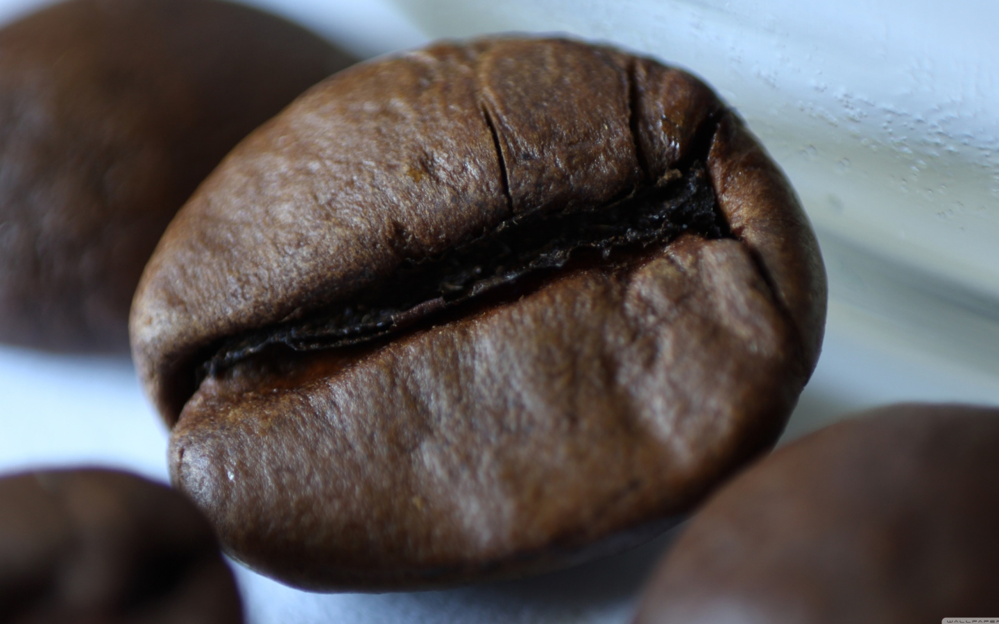 Sfondi Coffee Bean 1440x900
