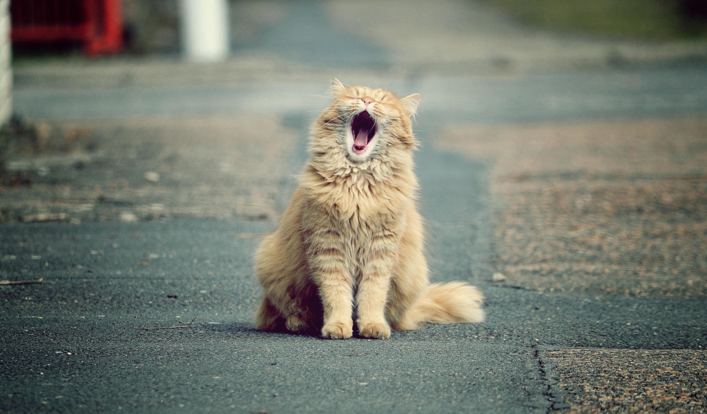 Sfondi Funny Yawning Cat 1024x600
