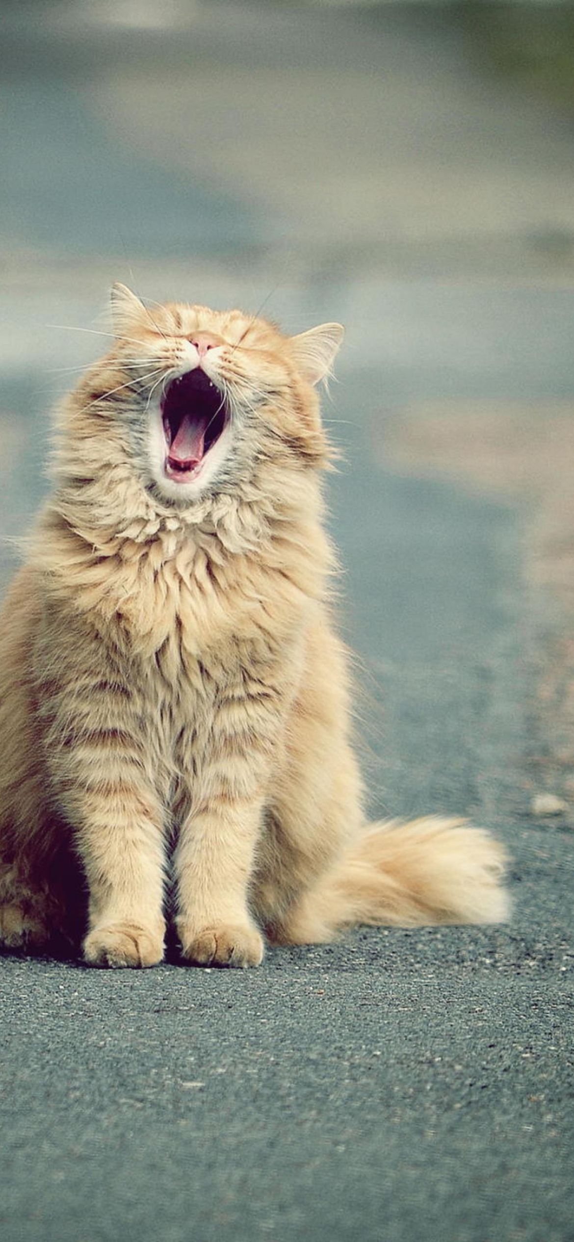 Das Funny Yawning Cat Wallpaper 1170x2532