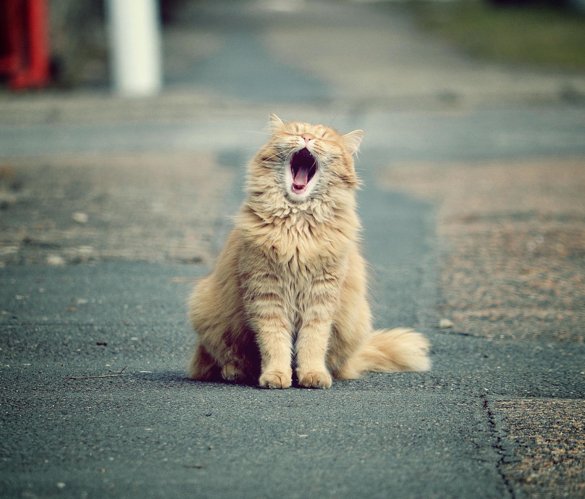 Обои Funny Yawning Cat 1200x1024