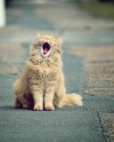 Das Funny Yawning Cat Wallpaper 128x160