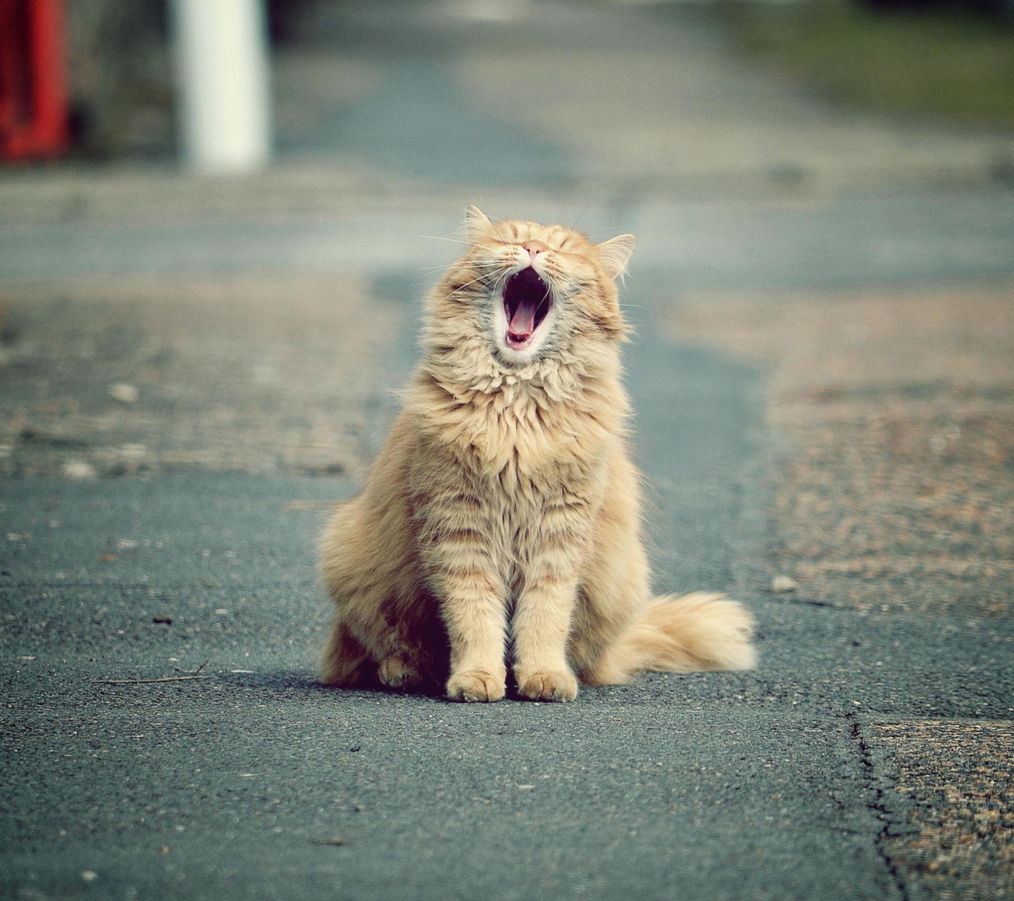 Fondo de pantalla Funny Yawning Cat 1440x1280