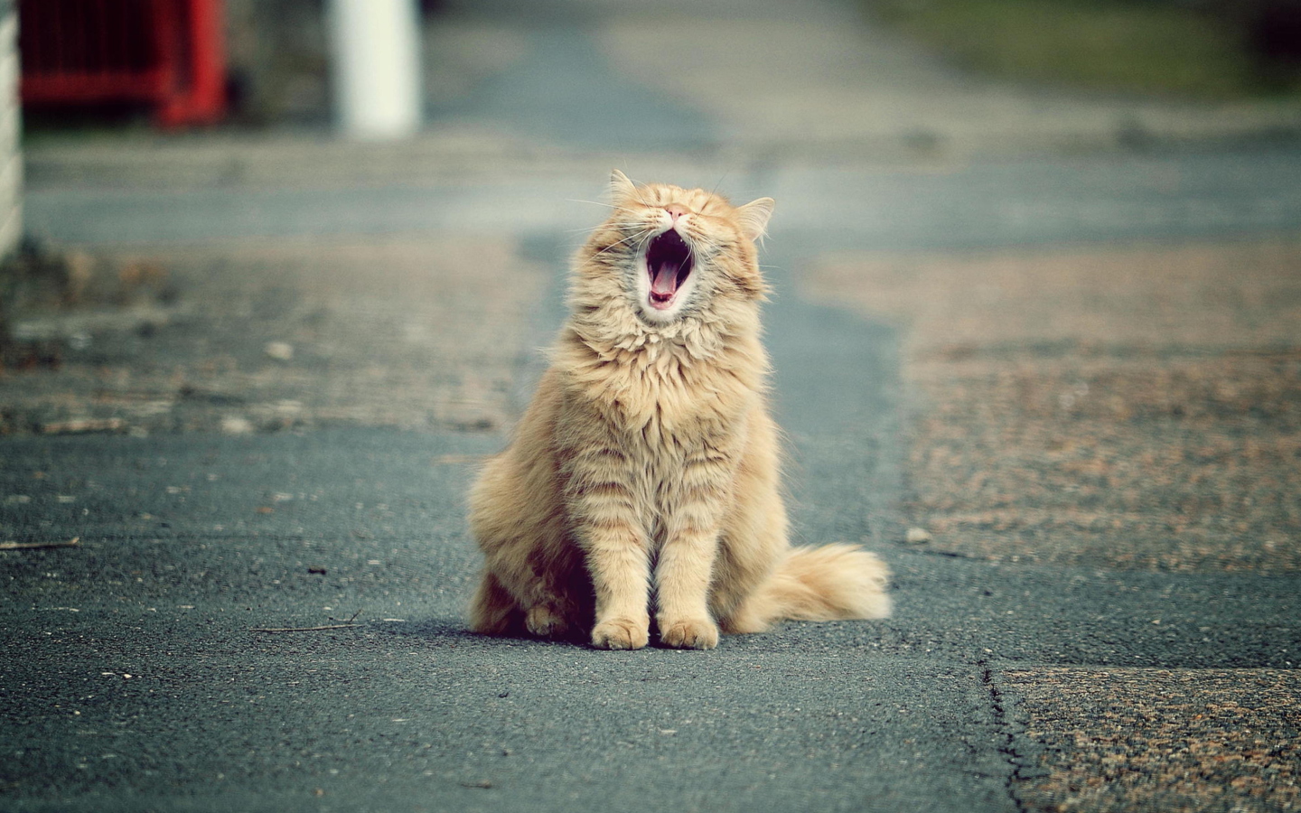 Fondo de pantalla Funny Yawning Cat 1440x900