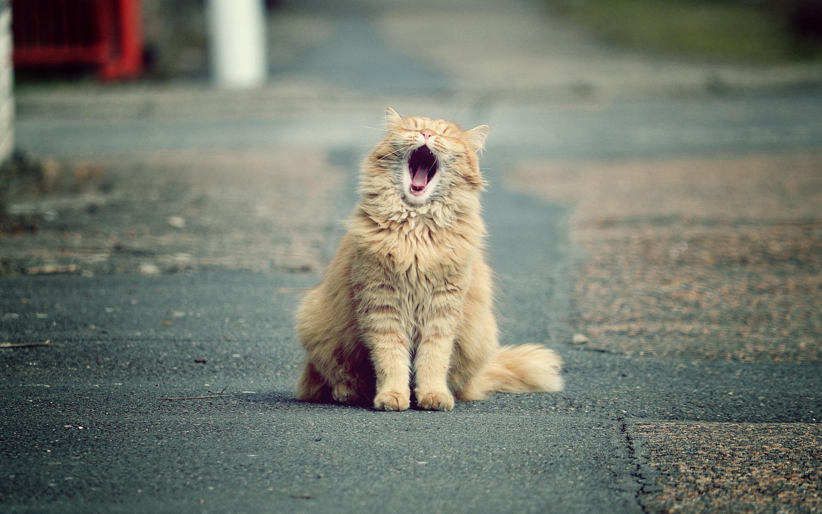 Обои Funny Yawning Cat 1680x1050
